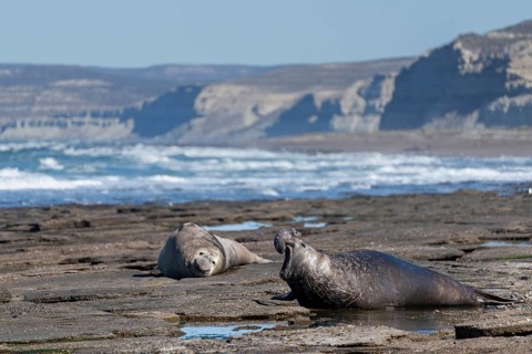 Southern elephant seal (Mirounga leonina), male with open mouth lying on rocky coast, in the
