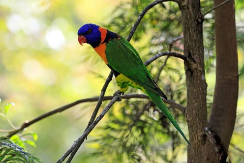 Red-naped Lorikeet (Trichoglossus rubritorquis), Darwin All-coloured Lorikeet, adult, on tree,