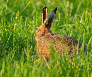 European hare (Lepus europaeus) sitting in a green meadow, wildlife, Lower Saxony, Germany