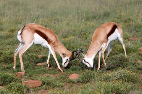Springbok (Antidorcas marsupialis), adult, male, two, fighting, Mountain Zebra National Park,
