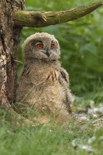 Eurasian Eagle-Owl (Bubo bubo) juvenile, Netherlands