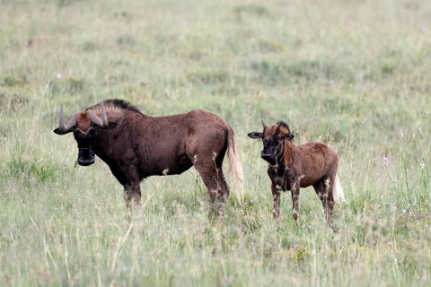 White-tailed wildebeest (Connochaetes gnou), adult, female, mother, young, alert, Mountain Zebra