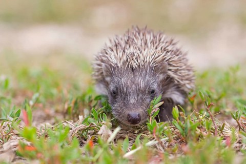 Brown-breasted hedgehog, Western hedgehog, hedgehog family, (Erinaceus europaeus), Western European