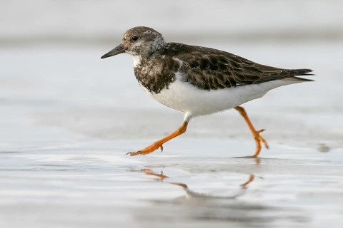 Turnstone, (Arenaria interpres), Animals, Birds, Snipe family, Texel, Heligoland,