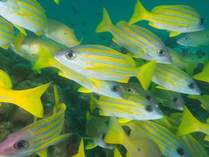 Blue-striped snapper (Lutjanus kasmira)