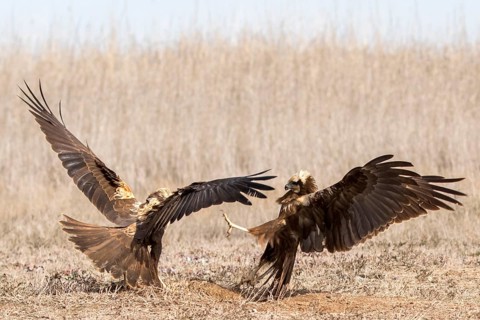 Western Marsh Harrier (Circus aeruginosus) female fighting, Castile-La Mancha, Spain