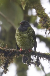 Barred Fruiteater (Pipreola arcuata) male perched on a branch, Ecuador