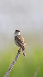 Reed warbler (Acrocephalus schoenobaenus) singing on a branch, wildlife, Lembruch, Ochsen Moor,