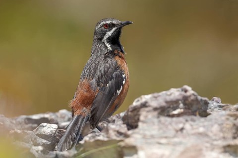 Cape Rockjumper (Chaetops frenatus), South Africa