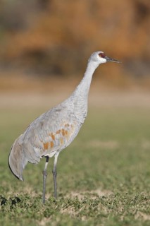 Sandhill Crane (Antigone canadensis), New Mexico, USA