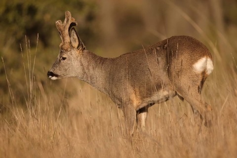 A roe deer stands gracefully amid tall golden grasses in a peaceful field. The sunlight casts a