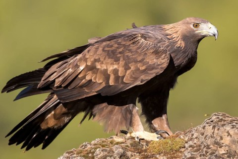 Golden Eagle (Aquila chrysaetos) female, Andalusia, Spain