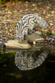 Common genet (Genetta genetta) at the shore of a lake, wildlife in a forest, Montseny National