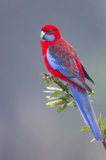 Crimson Rosella (Platycercus elegans) perched on a branch in eastern Australia