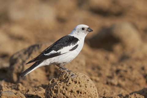 Snow Bunting - Schneeammer - Plectrophenax nivalis ssp. insulae, Iceland, adult male