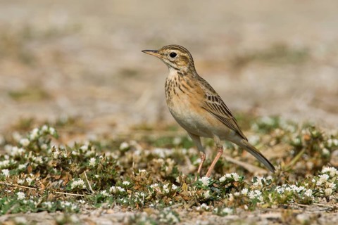 Richard's Pipit (Anthus richardi) perched on the ground, Phetchaburi, Thailand