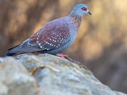 Africa, Gambia, speckled pigeon (Columba guinea), Pigeon roussard, Paloma de Guinea, Pigeon,