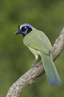 Green Jay (Cyanocorax luxuosus), Texas, USA
