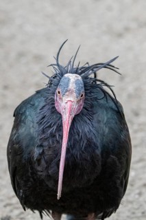 Northern bald ibis (Geronticus eremita), portrait, Schönbrunn Zoo, Vienna, Austria