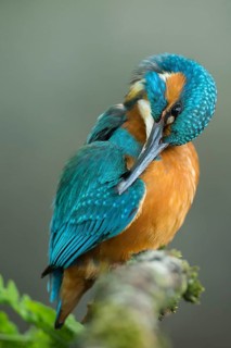 Common Kingfisher (Alcedo atthis) male preening perched on a branch, Lower Saxony, Germany