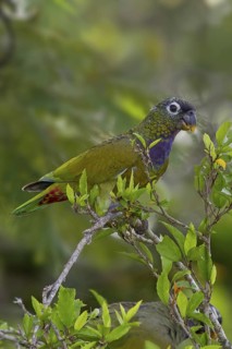 Scaly-headed Parrot (Pionus maximiliani), Mato Grosso do Sul, Brazil