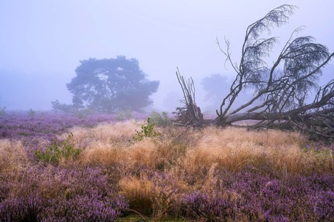 Flowering heather (Calluna vulgaris) with pine trees on a foggy morning in the Ahlhorner Heide,