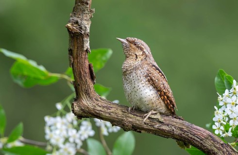 Eurasian wryneck (Jynx torquilia), Limbach, Burgenland, Austria