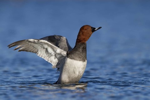 Common Pochard (Aythya ferina) male, Bavaria, Germany