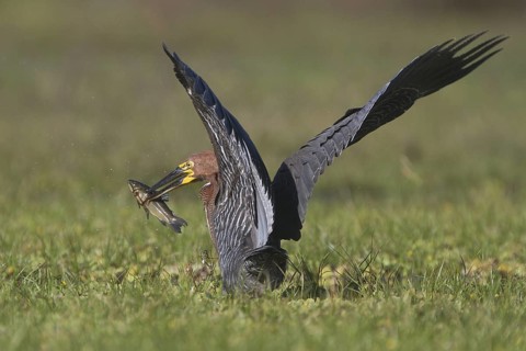 A Rufescent Tiger Heron snares a catfish in front of Estancia Rincon del Socorro in Argentina
