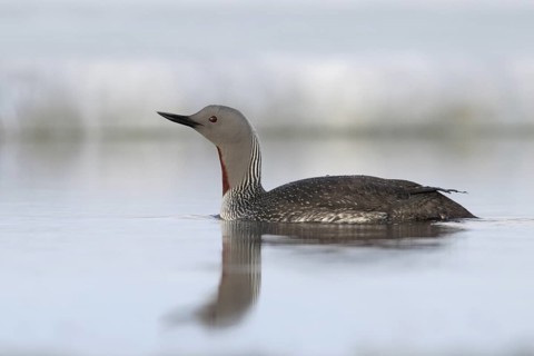 Red-throated Loon (Gavia stellata), Alaska, USA