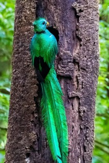 Central America, Costa Rica, Quetzal at breeding den, (Pharomachrus moccino)