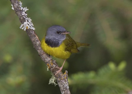 Canada, Manitoba, June