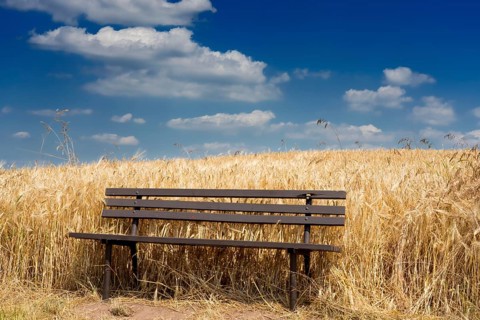 Field of Triticale, a hybrid of wheat (Triticum) and rye (Secale)