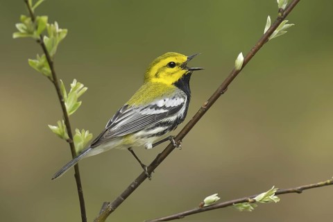 Black-throated Green Warbler (Setophaga virens) male singing, Michigan, USA