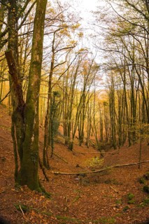 Artikutza Forest in San Sebastián, Guipuzcoa, Basque Country. Spain