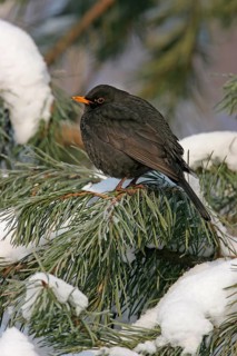 Blackbird (Turdus merula), one, individual, biotope, habitat, perch, garden, Neuhofen,