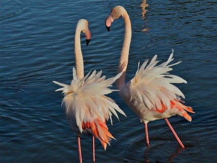Pink flamingo (Phoenicopterus roseus)