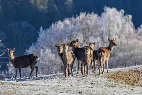 A herd of Japanese sika deer (Cervus nippon nippon) stands on a frost-covered meadow in hilly