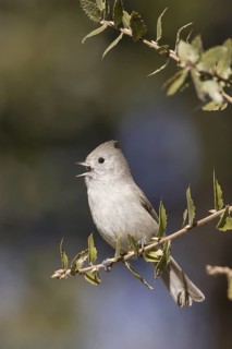 Oak Titmouse (Baeolophus inornatus) singing, California, USA