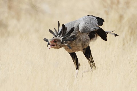 Secretarybird (Sagittarius serpentarius), Samburu, Kenya