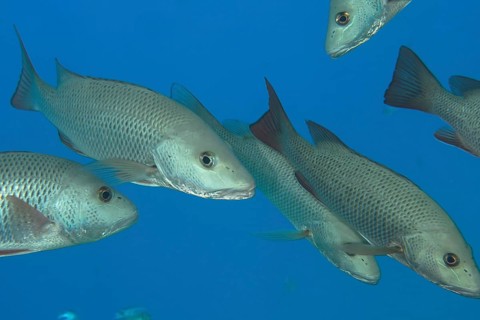 Mangrove snapper (Lutjanus argentimaculatus)