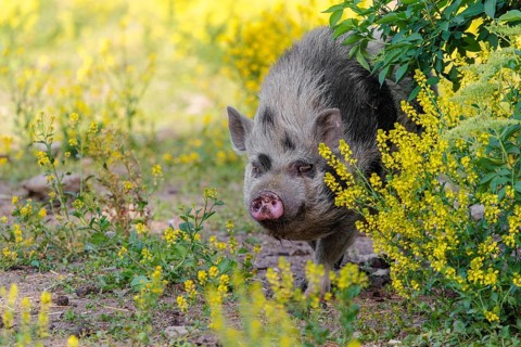 A Kunekune pig (sus scrofa domesticus), a domestic breed from New Zealand walks walks through a