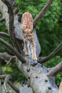 One Eurasian lynx, (Lynx lynx), walking down on a fallen tree. Side view with green forest in the