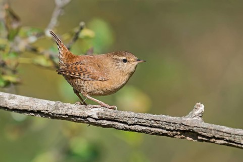 Eurasian Wren (Troglodytes troglodytes) perched on a branch, Aosta Valley, Italy