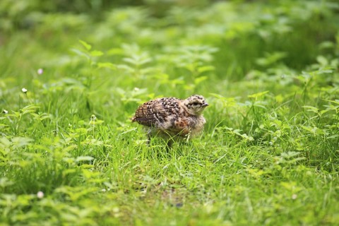 Western Capercaillie (Tetrao urogallus) juvenile, Bavaria, Germany