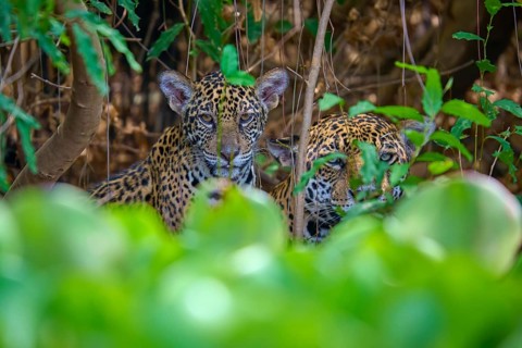 Two jaguars one young crouching behind dense leaves in a jungle hideout, Jaguar (Panthera onca),