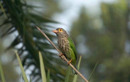 Brown-headed Barbet (Psilopogon zeylanicus) perched on a branch in a tropical garden, Sreepur,