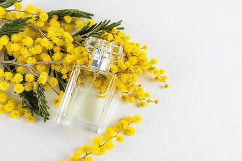 A clear glass perfume bottle nestled among vibrant yellow mimosa flowers. The composition exudes a