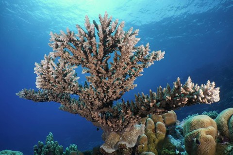 Pharaoh's antler coral (Acropora pharaonis)