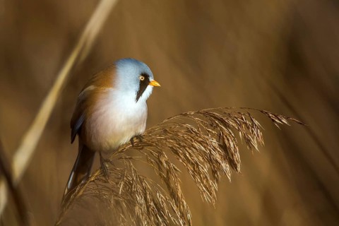Bearded reedling (Panurus biarmicus), Federsee lake, Baden-Württemberg, Federal Republic of Germany